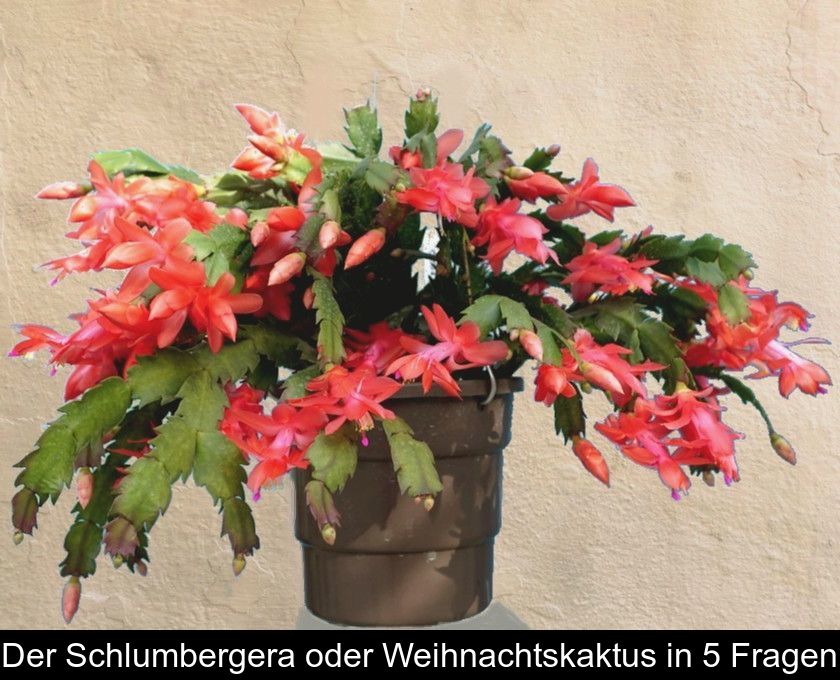 Der Schlumbergera Oder Weihnachtskaktus In 5 Fragen