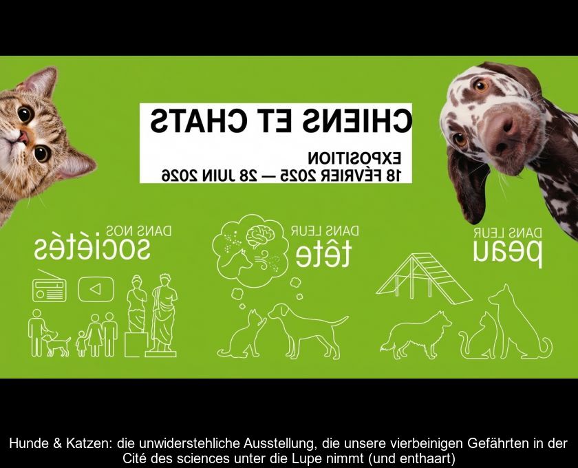 Hunde & Katzen: Die Unwiderstehliche Ausstellung, Die Unsere Vierbeinigen Gefährten In Der Cité Des Sciences Unter Die Lupe Nimmt (und Enthaart)