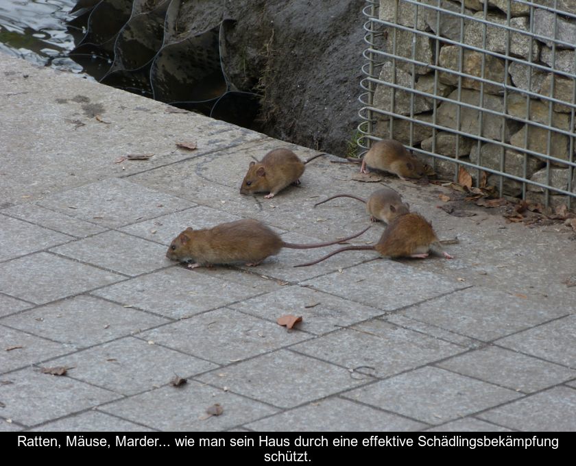 Ratten, Mäuse, Marder... Wie Man Sein Haus Durch Eine Effektive Schädlingsbekämpfung Schützt.
