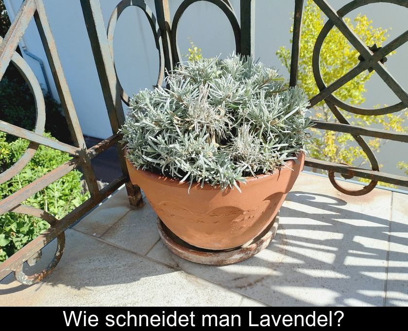 Wie Schneidet Man Lavendel?