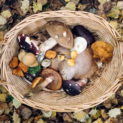 5 Vitalitätsnahrungsmittel für den Herbst