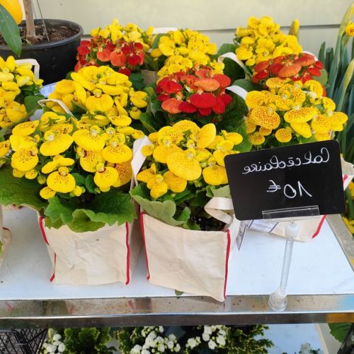 Der Schuhblütler: eine Blume mit erstaunlicher Form.