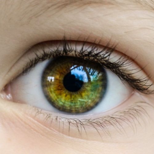 Die Aufnahme des Iris fotografieren: ein Fototrend, der beeindruckt.